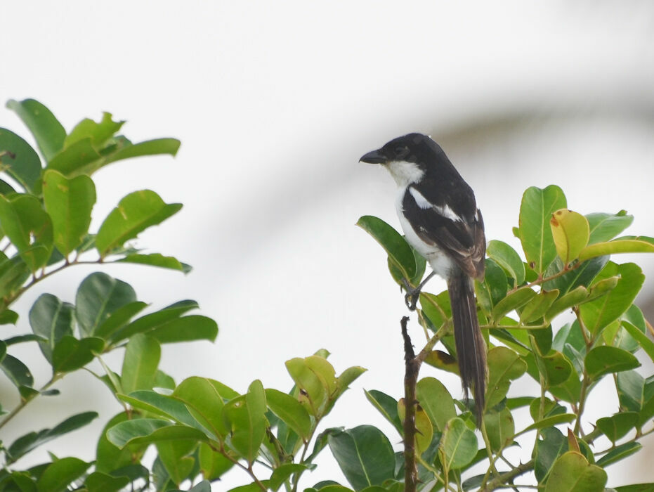 Pie-grièche à dos noiradulte, identification