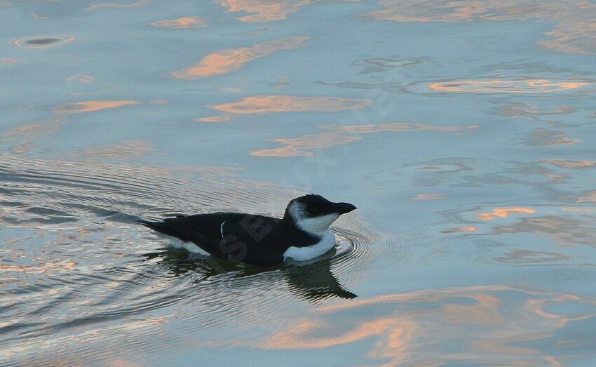 Pingouin tordaimmature