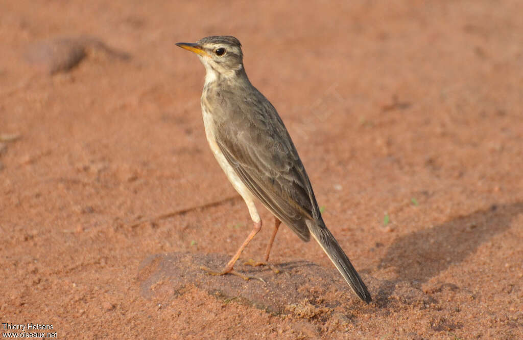 Pipit à dos uniadulte, identification