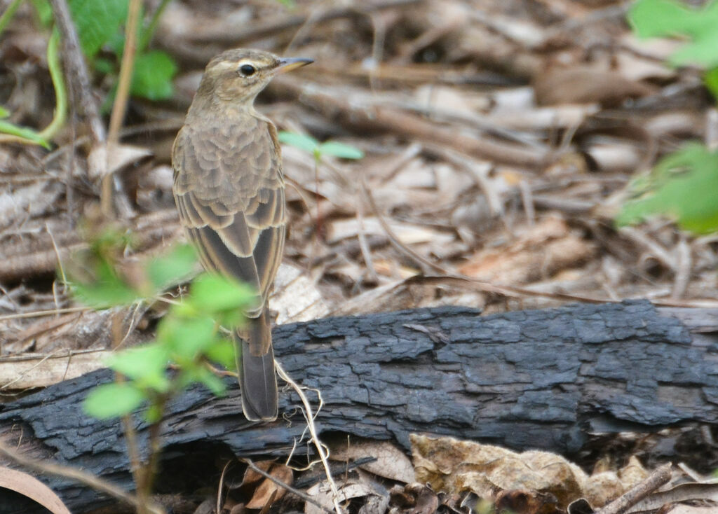 Pipit à dos uniadulte, identification