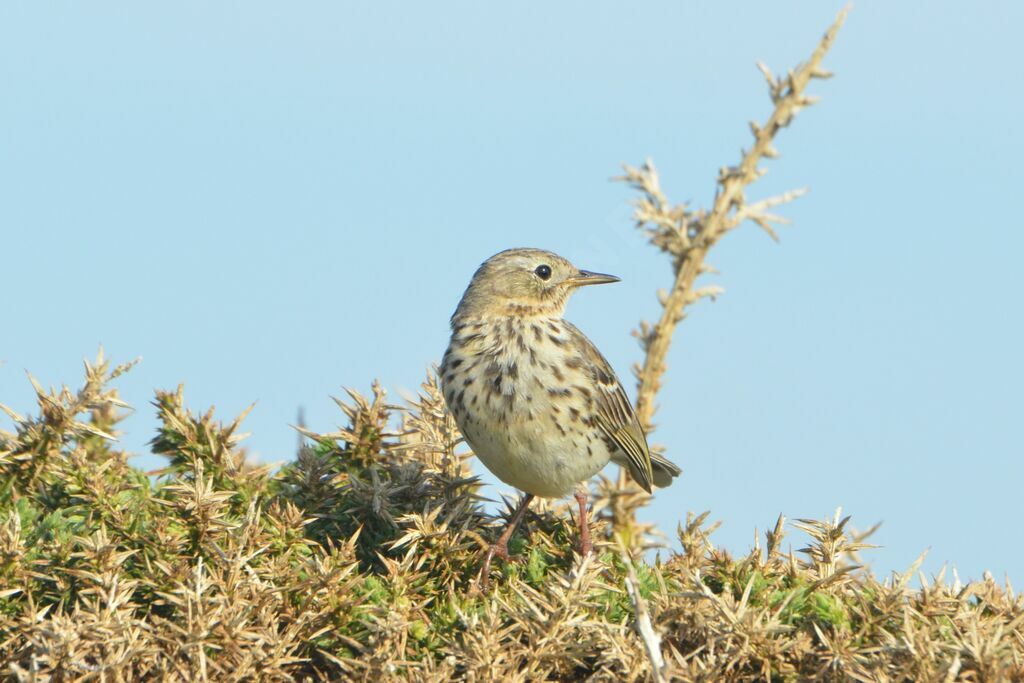 Pipit farlouseadulte