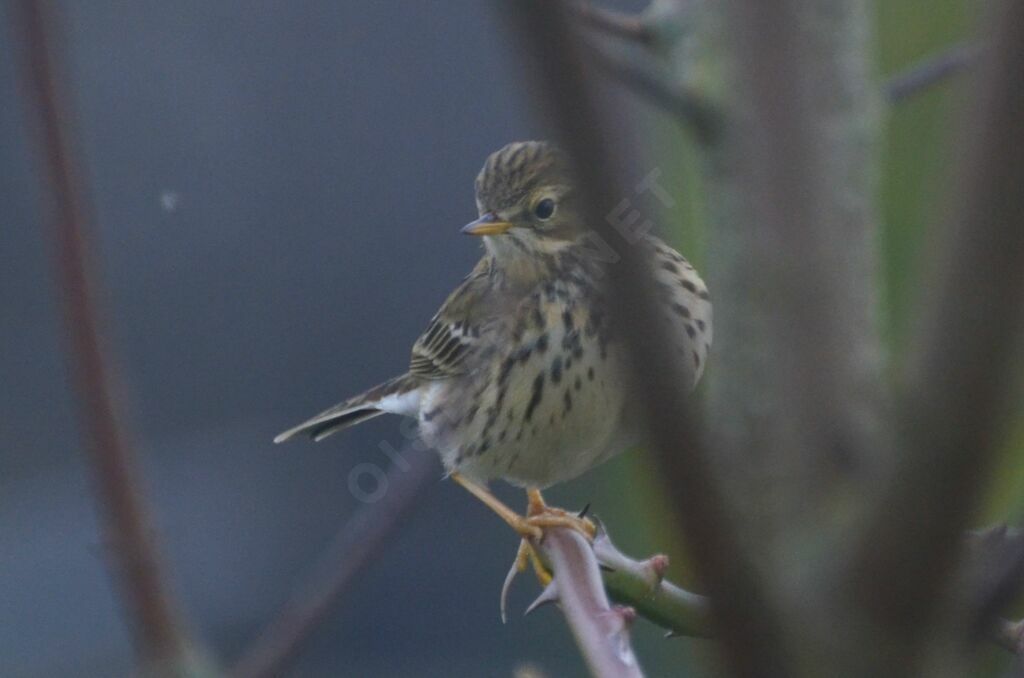Pipit farlouseadulte, identification
