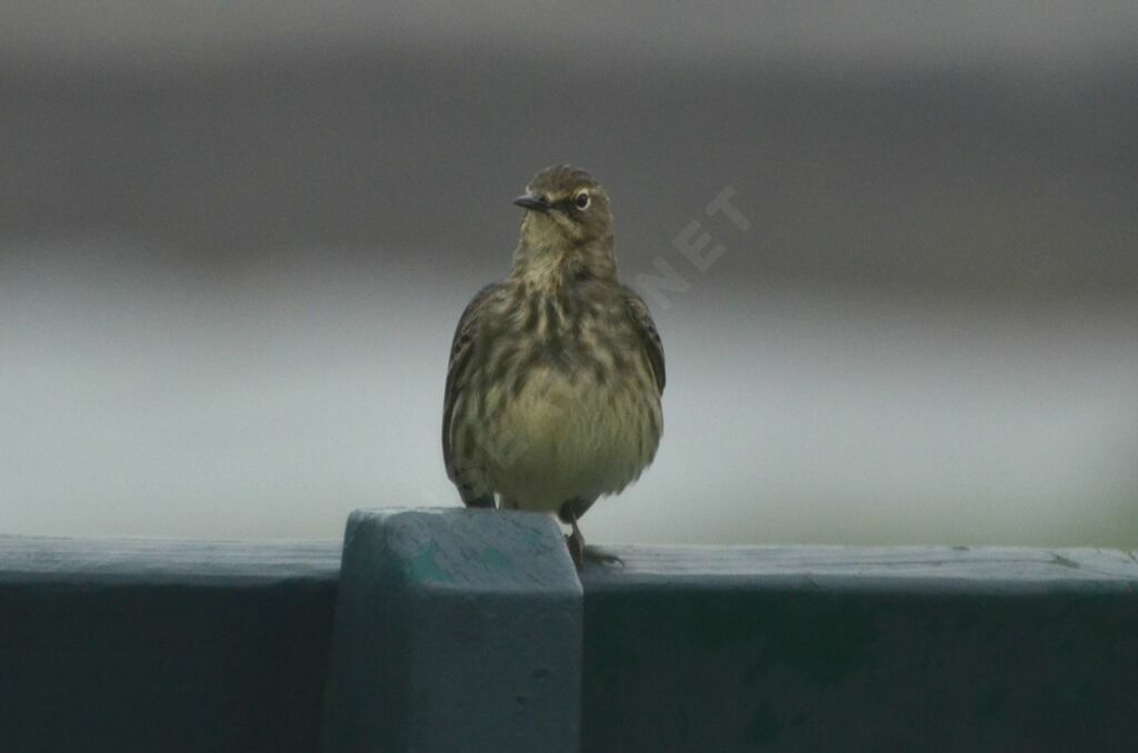 Pipit maritimeadulte, identification