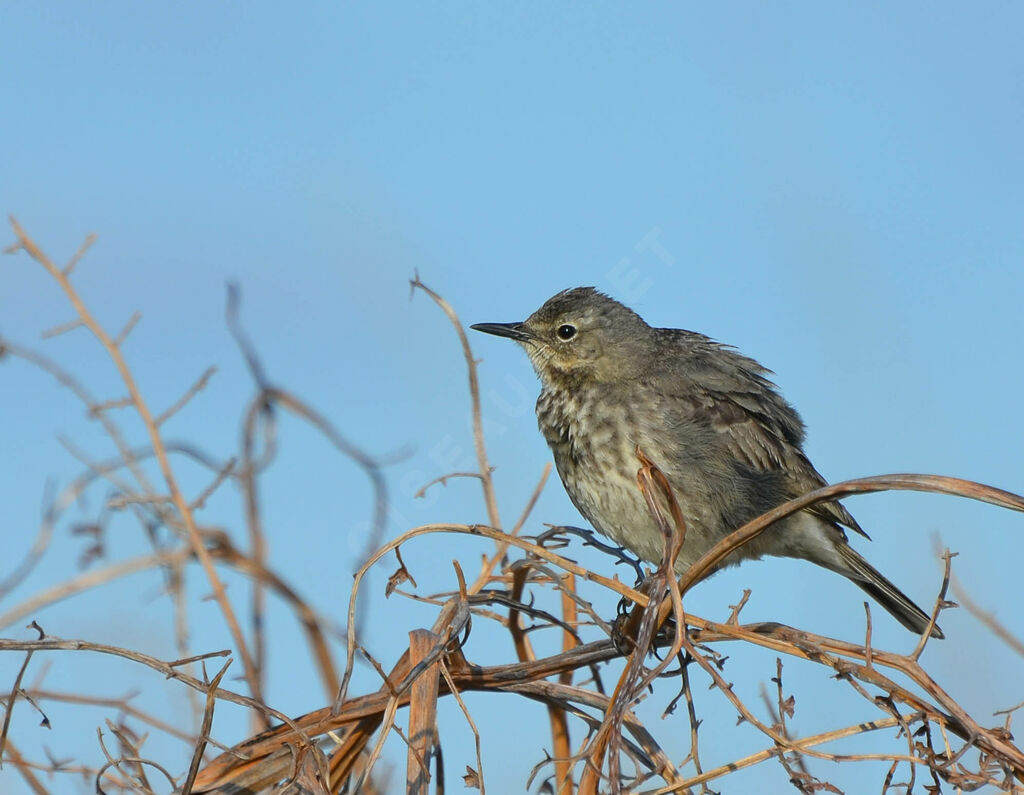 Pipit maritimeadulte, identification