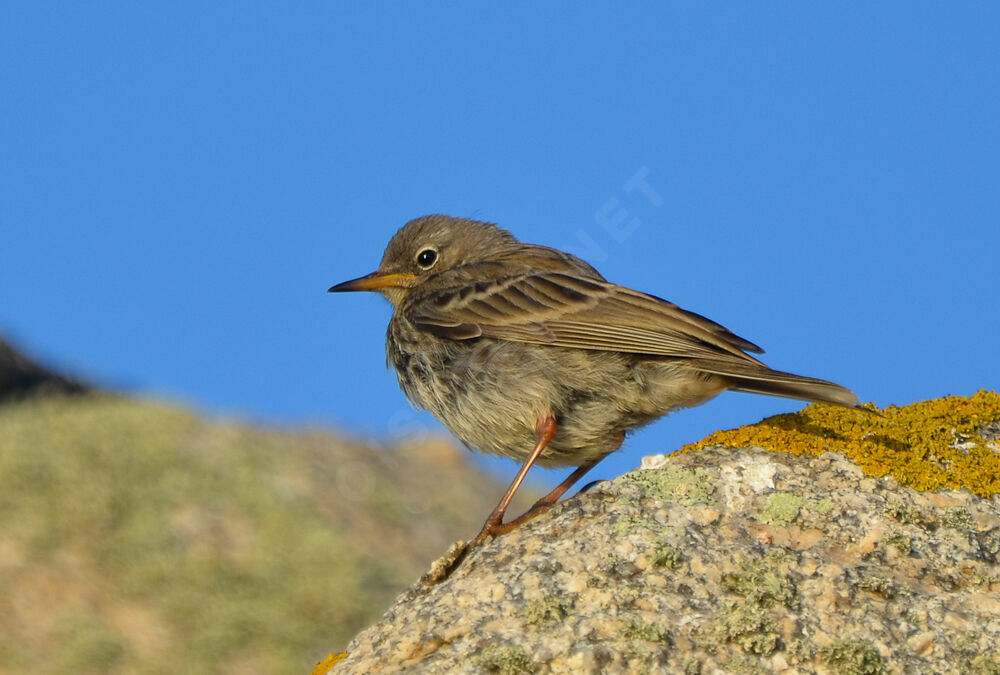 Pipit maritimeimmature