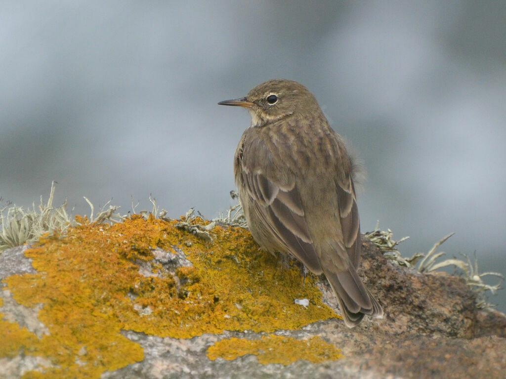 Pipit maritimeadulte