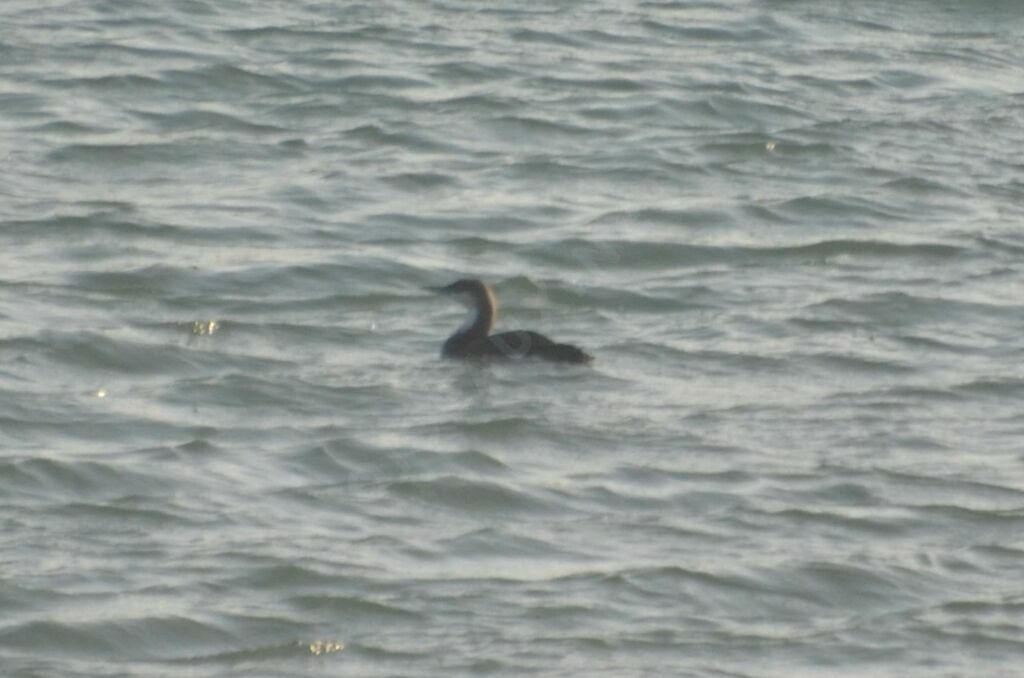 Black-throated Loonadult post breeding