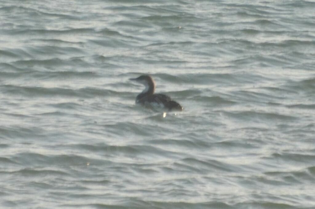 Black-throated Loonadult post breeding