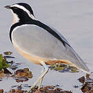 Pluvian fluviatile