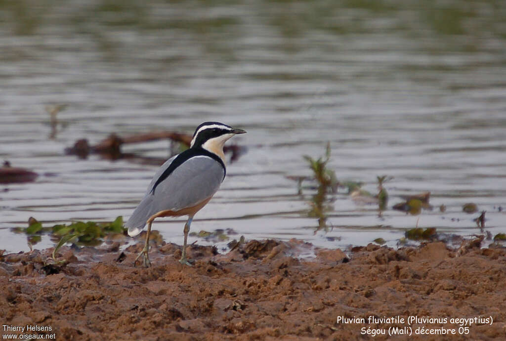 Pluvian fluviatileadulte, habitat, pigmentation