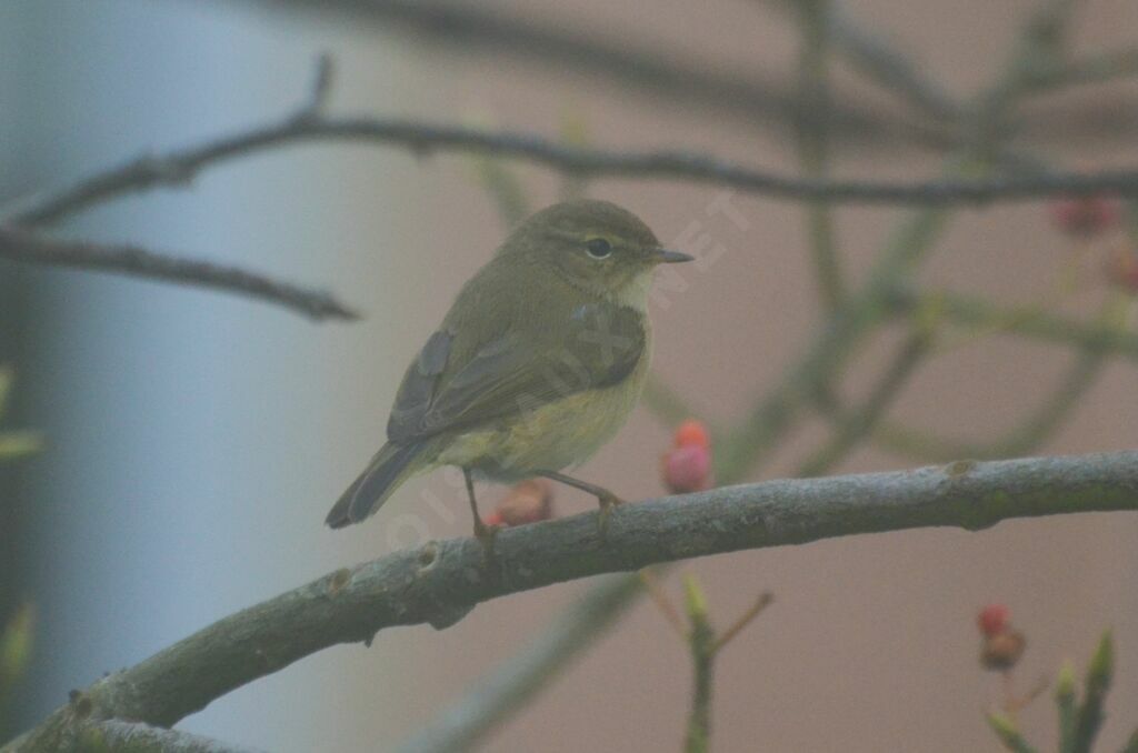Pouillot véloceadulte