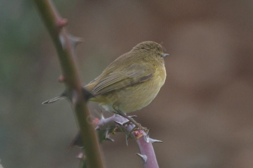 Pouillot véloceadulte