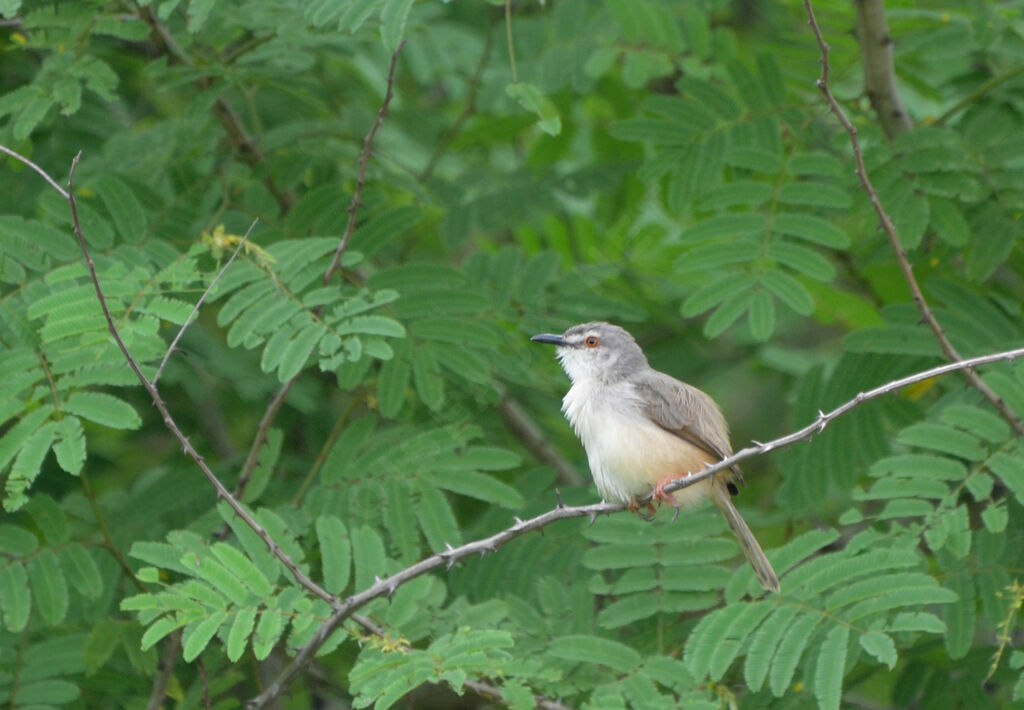 Prinia modesteadulte