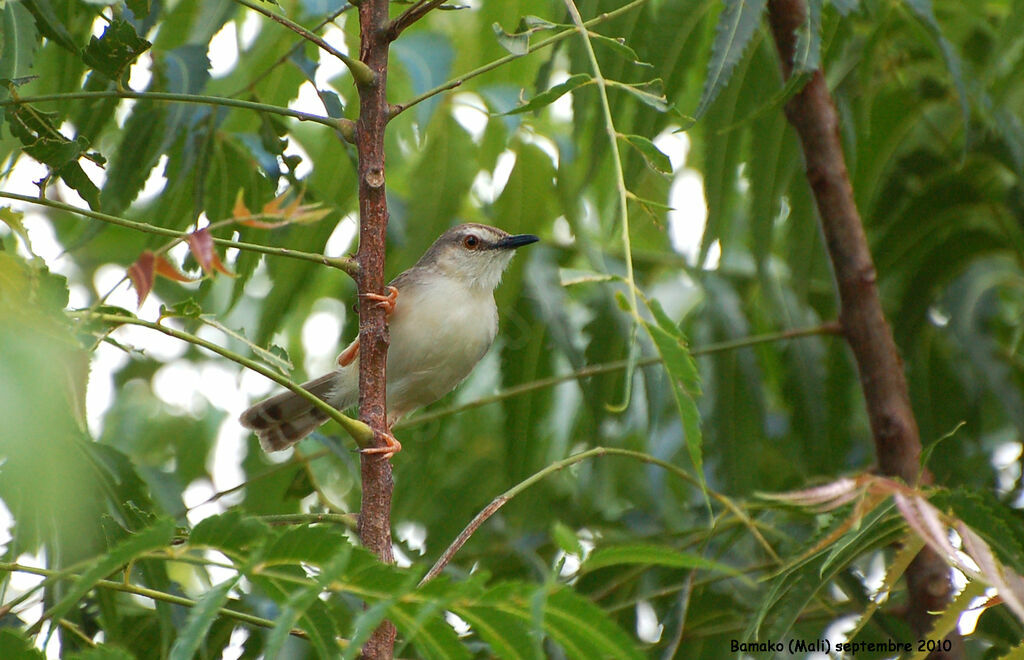 Tawny-flanked Priniaadult, identification