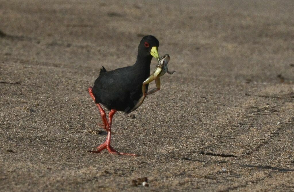 Black Crakeadult, fishing/hunting