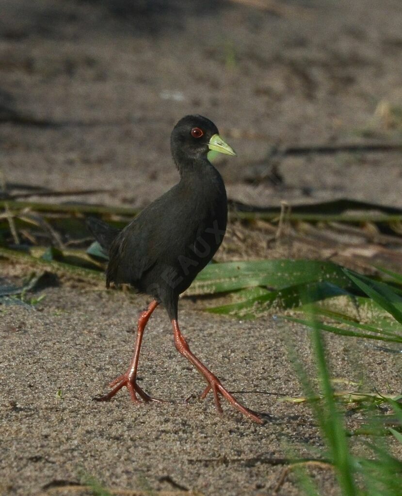 Black Crakeadult, identification
