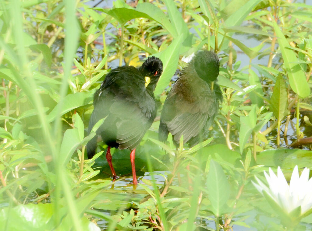 Black Crakeadult, Behaviour
