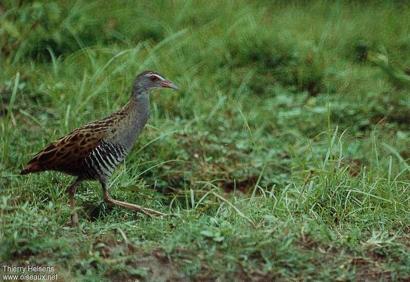 African Crakeadult, habitat, pigmentation