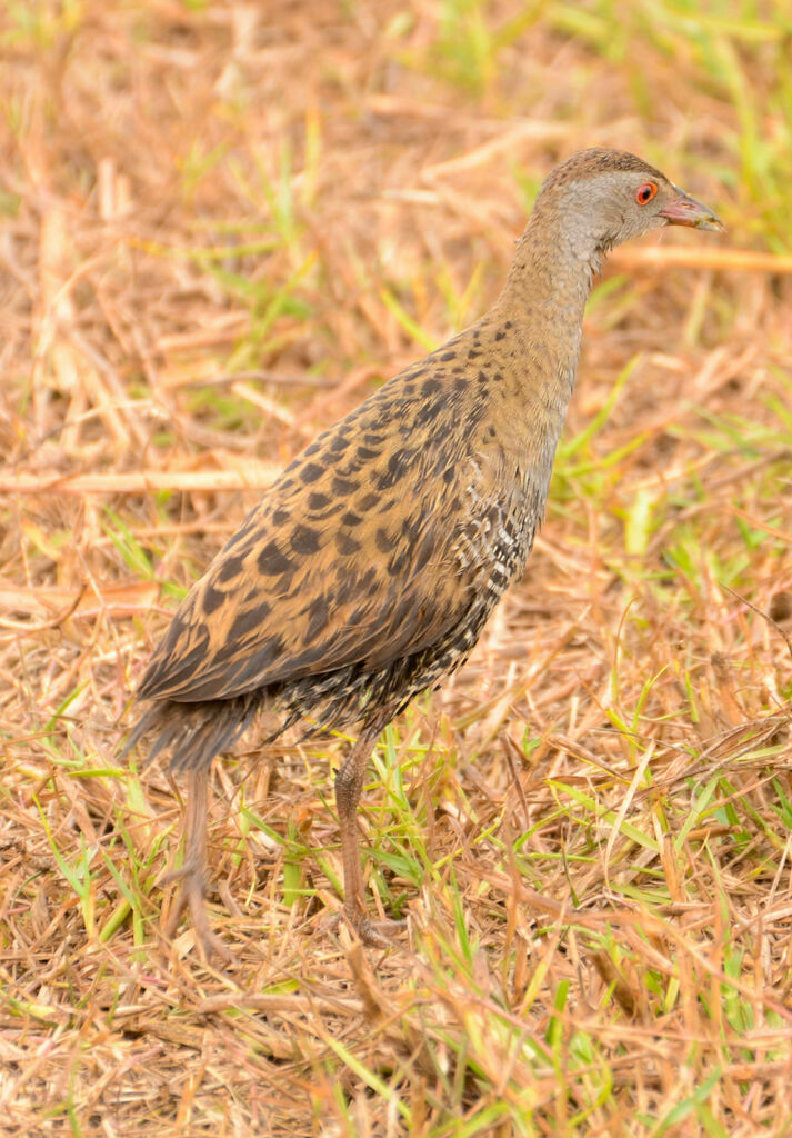 African Crakeadult
