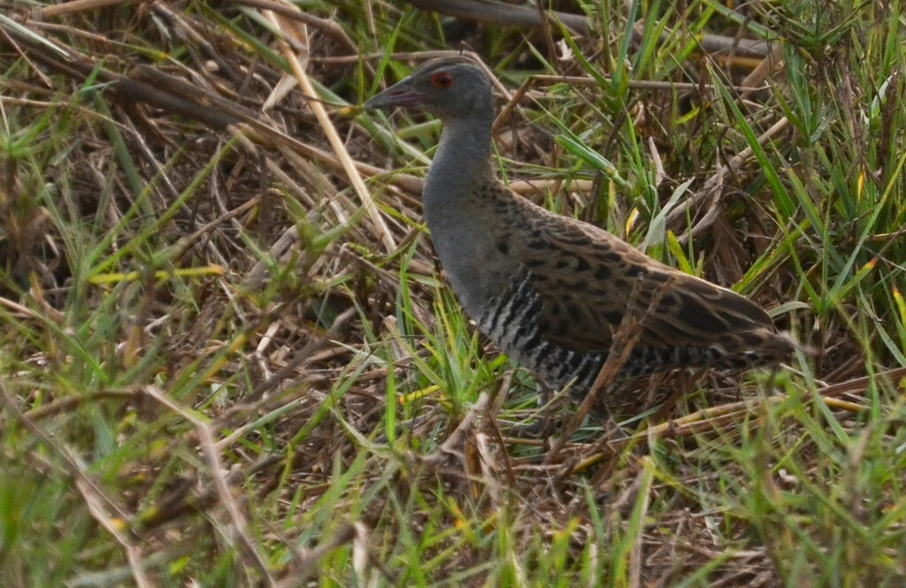 Râle des présadulte, identification