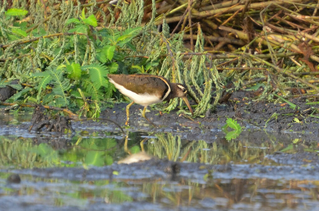 Greater Painted-snipe male adult
