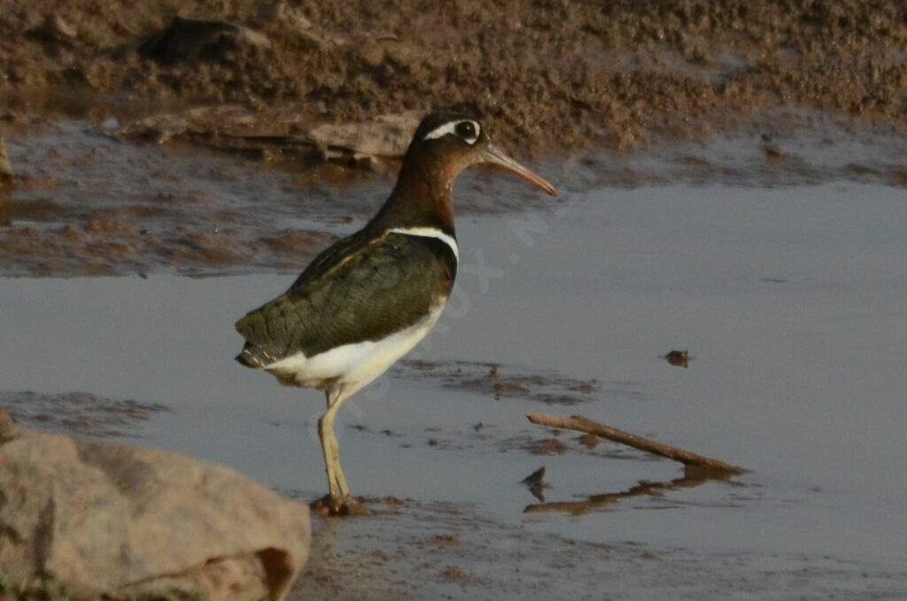 Greater Painted-snipe female adult, identification