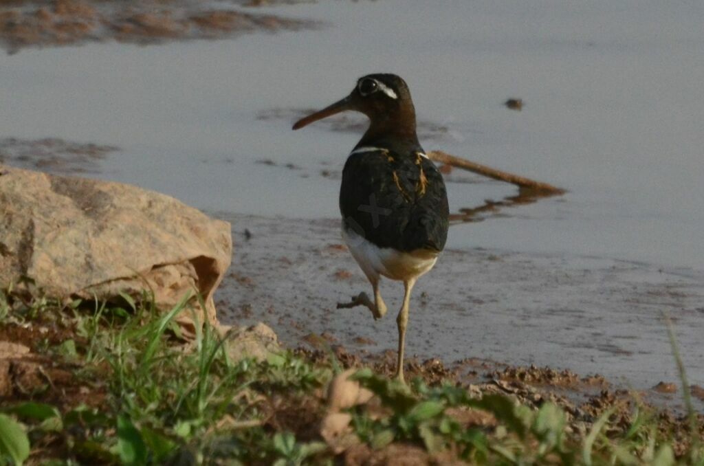 Greater Painted-snipe female adult