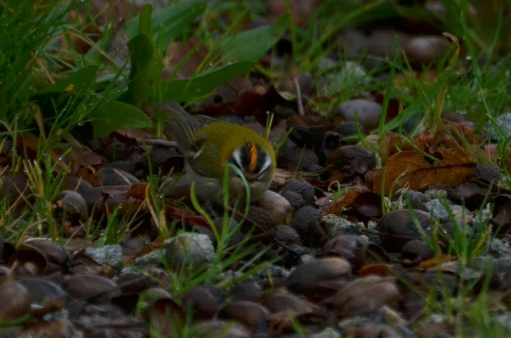 Roitelet triple-bandeauadulte, identification