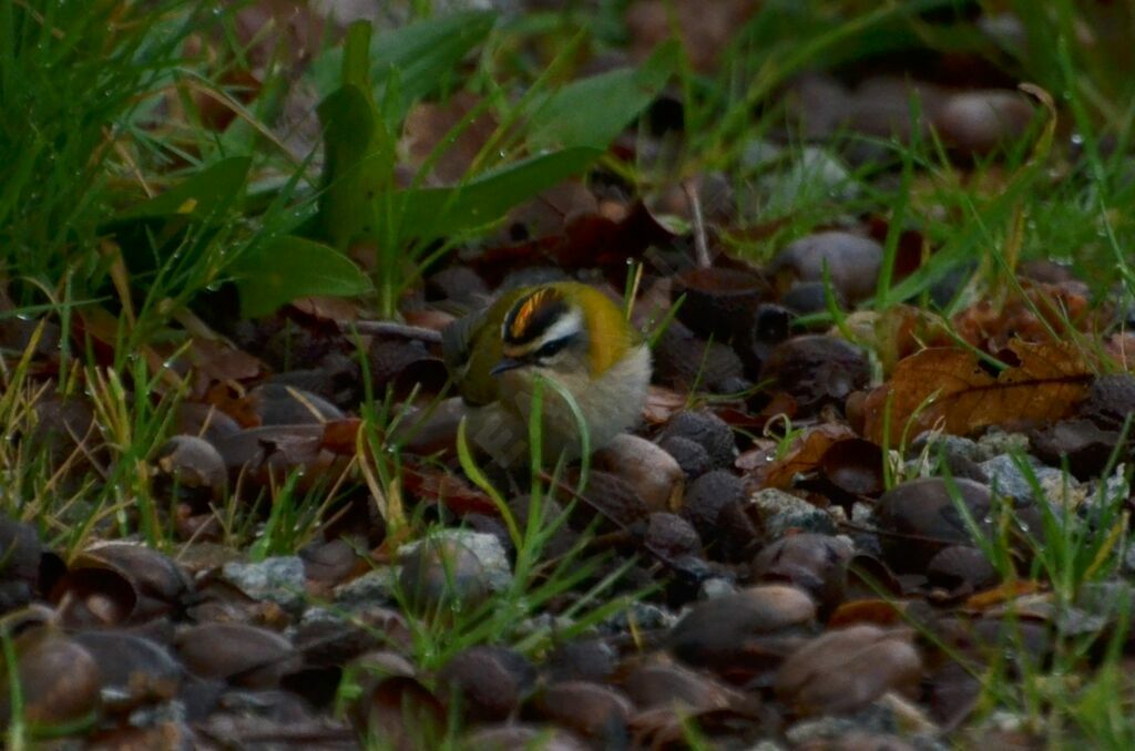 Roitelet triple-bandeauadulte, identification