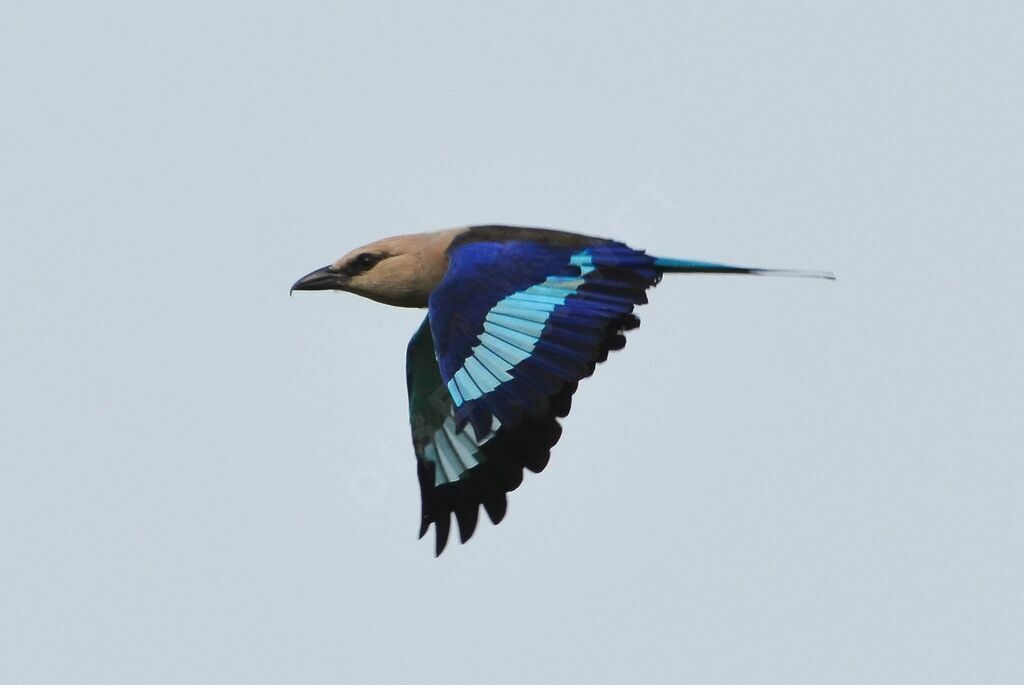 Blue-bellied Rolleradult, Flight