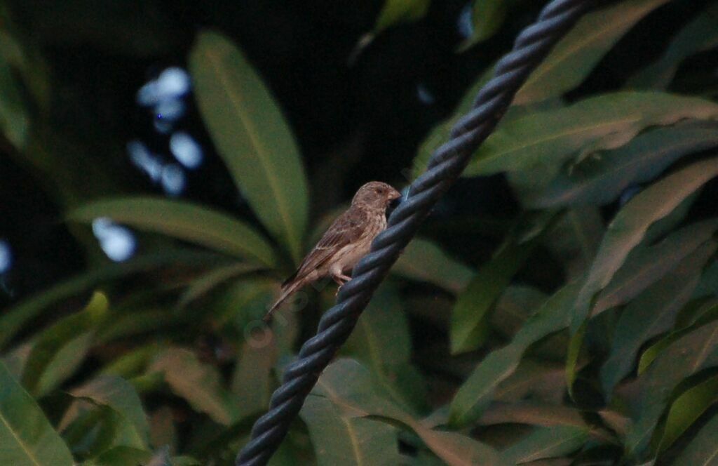 Serin à croupion blancadulte