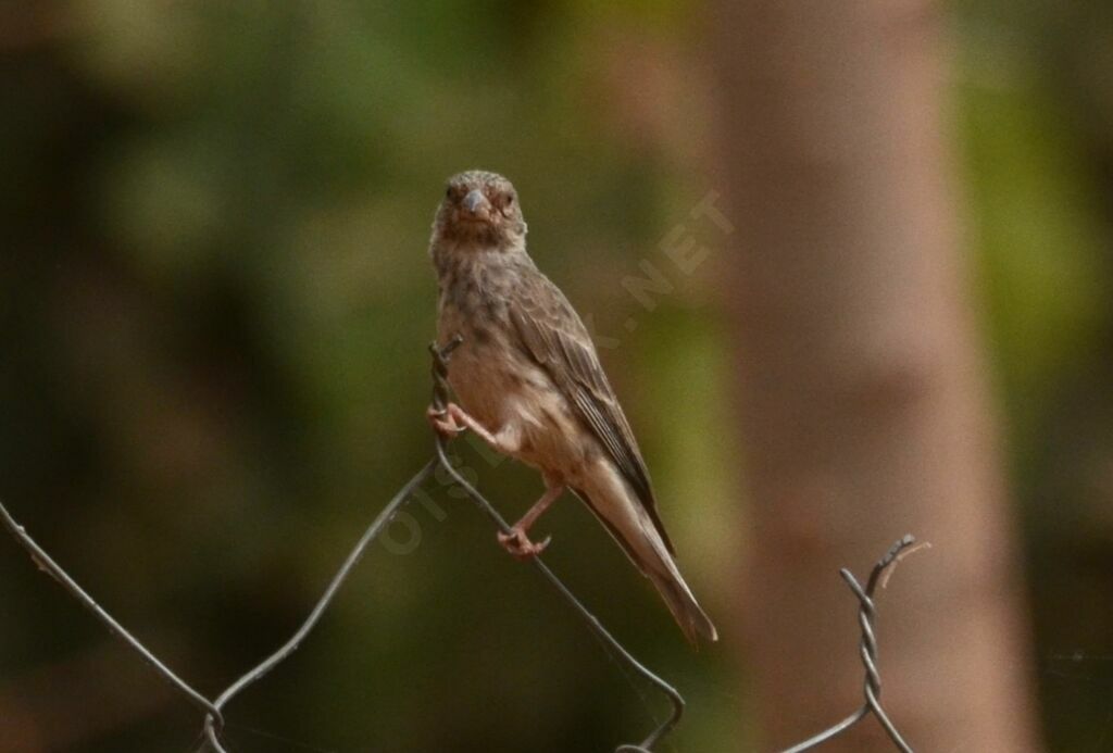 White-rumped Seedeateradult