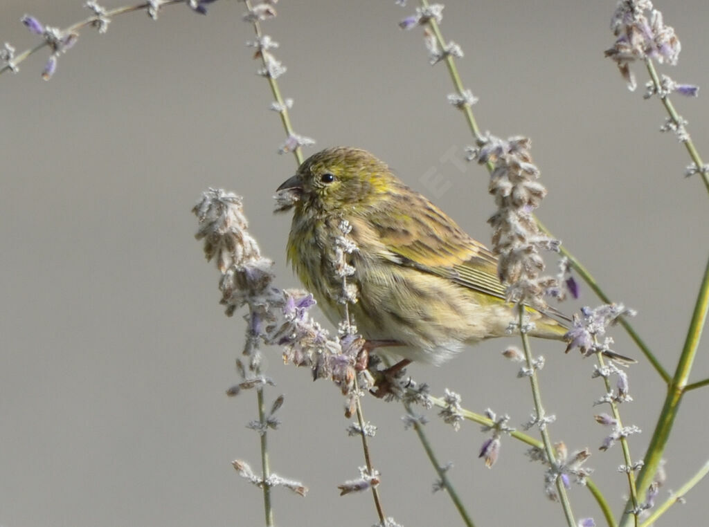 European Serinadult