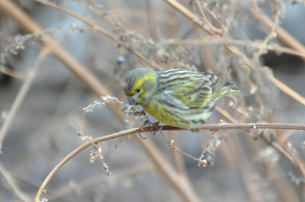 Serin cini