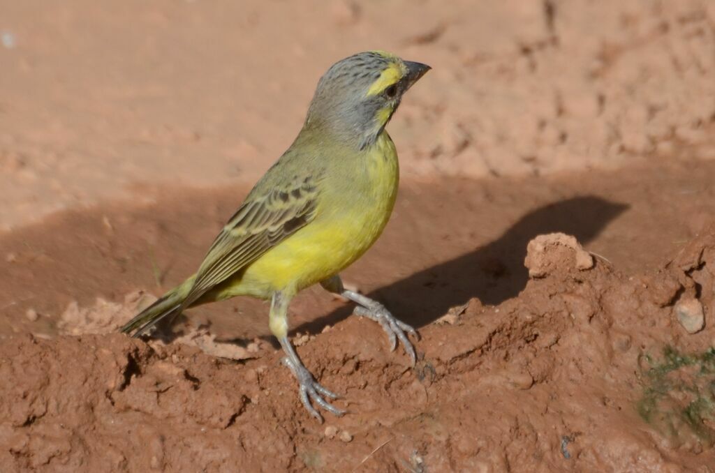 Serin du Mozambiqueadulte, identification