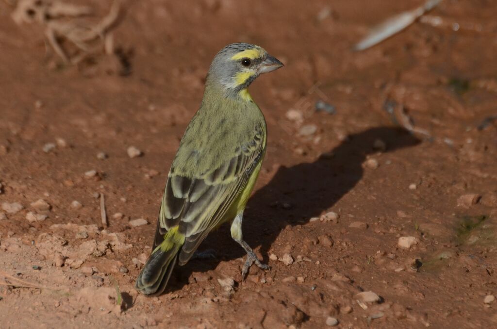 Serin du Mozambiqueadulte, identification