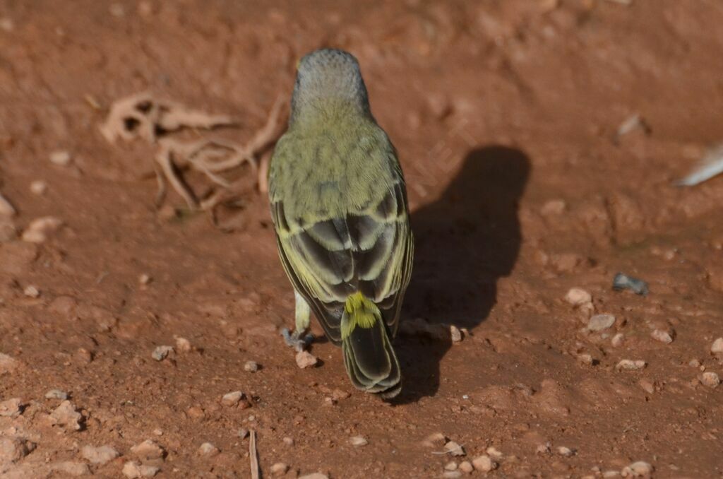 Serin du Mozambiqueadulte, identification