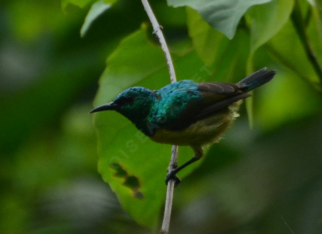 Souimanga à collier mâle adulte