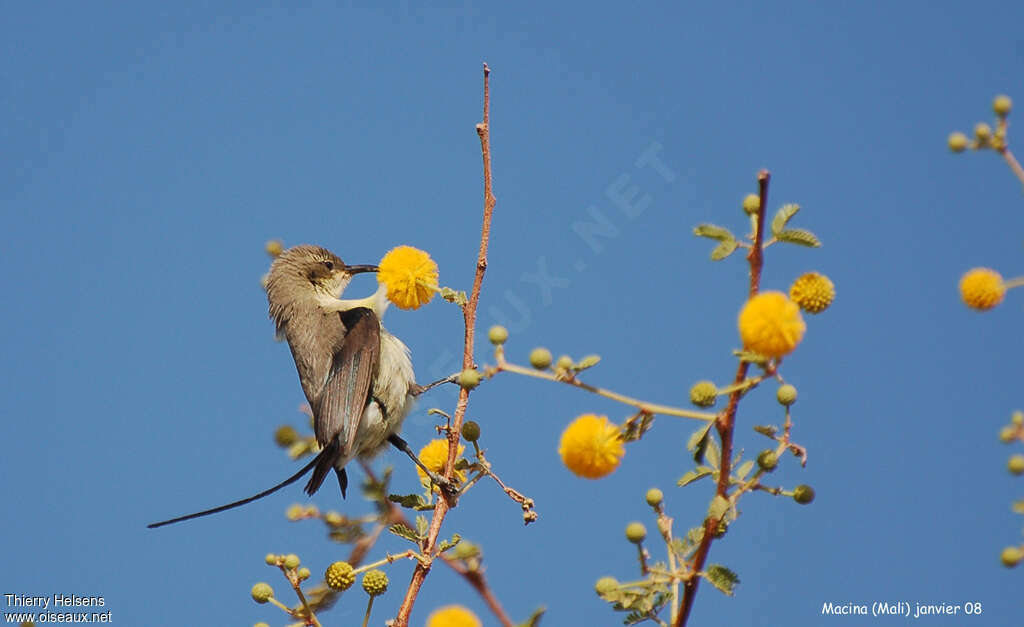 Beautiful Sunbird male adult post breeding, eats