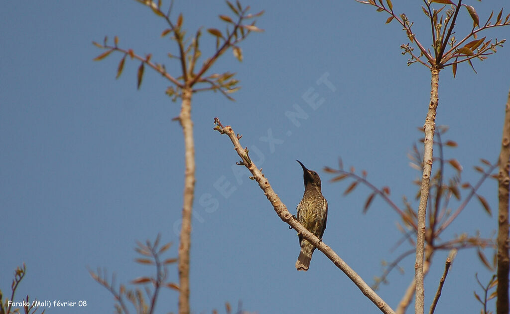 Scarlet-chested Sunbird female