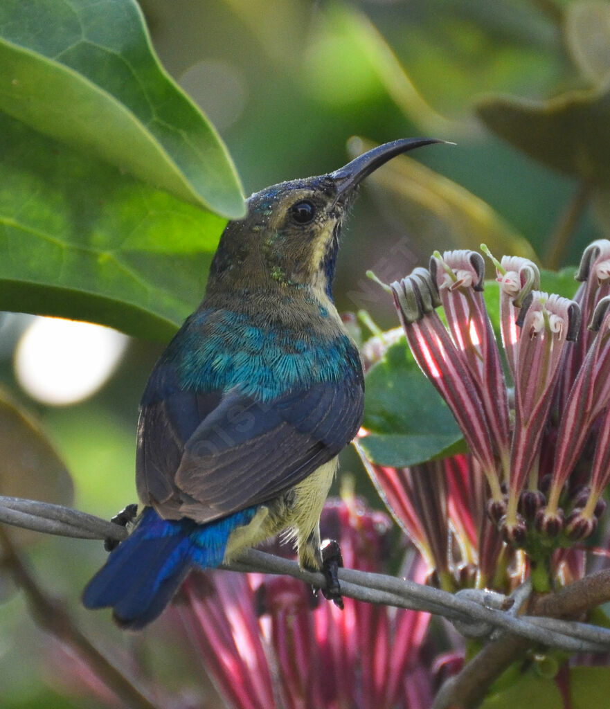 Variable Sunbird male adult