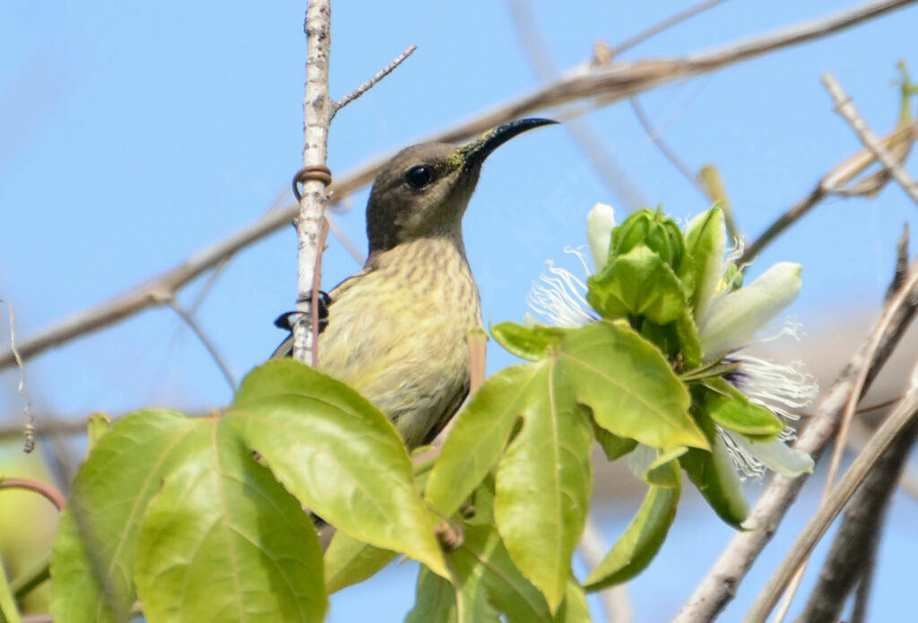 Souimanga éclatant femelle adulte, identification