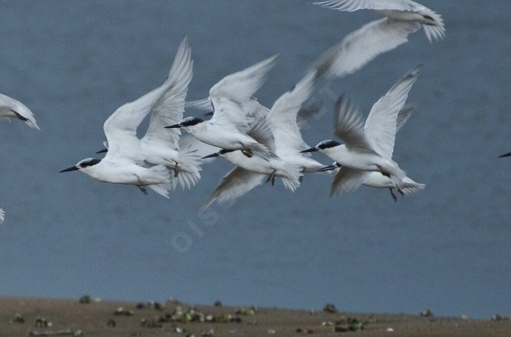 Damara Tern, Flight