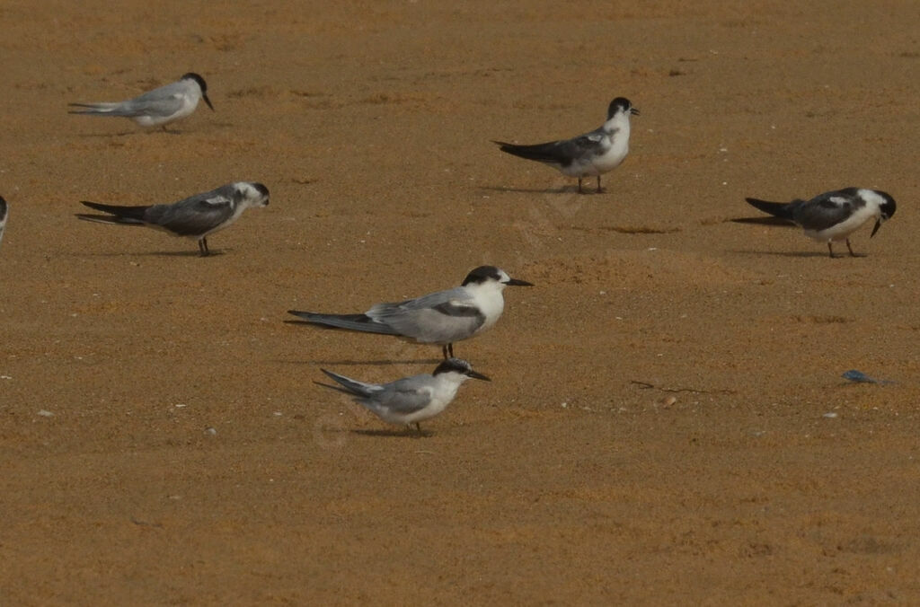 Common Ternadult post breeding