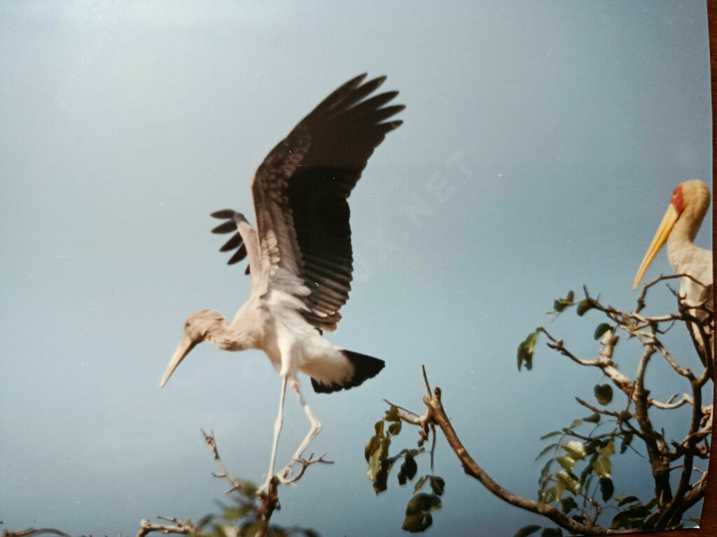 Yellow-billed Stork