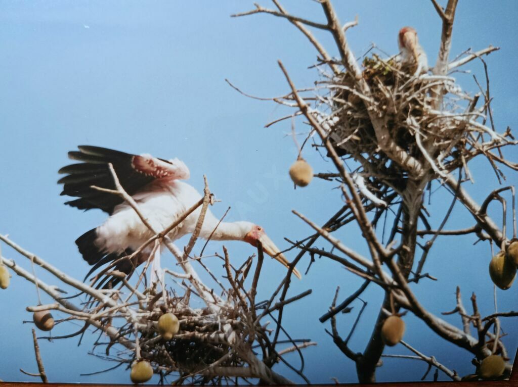 Yellow-billed Stork