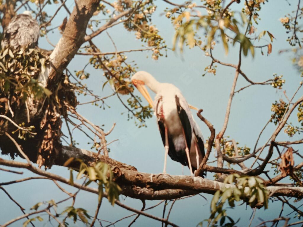 Tantale ibis