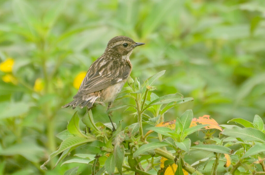 Tarier des prés