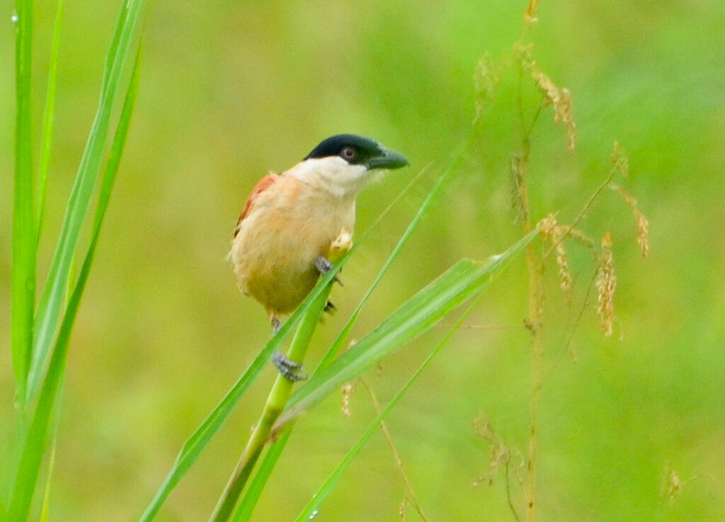 Tchagra des marais mâle adulte, identification