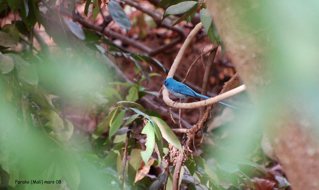 African Blue Flycatcher